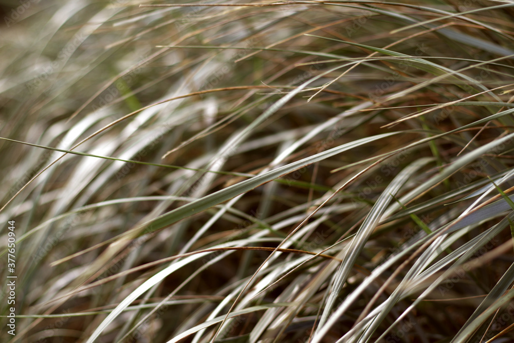 abstract blurred fresh grass background abstract blurred fresh grass background