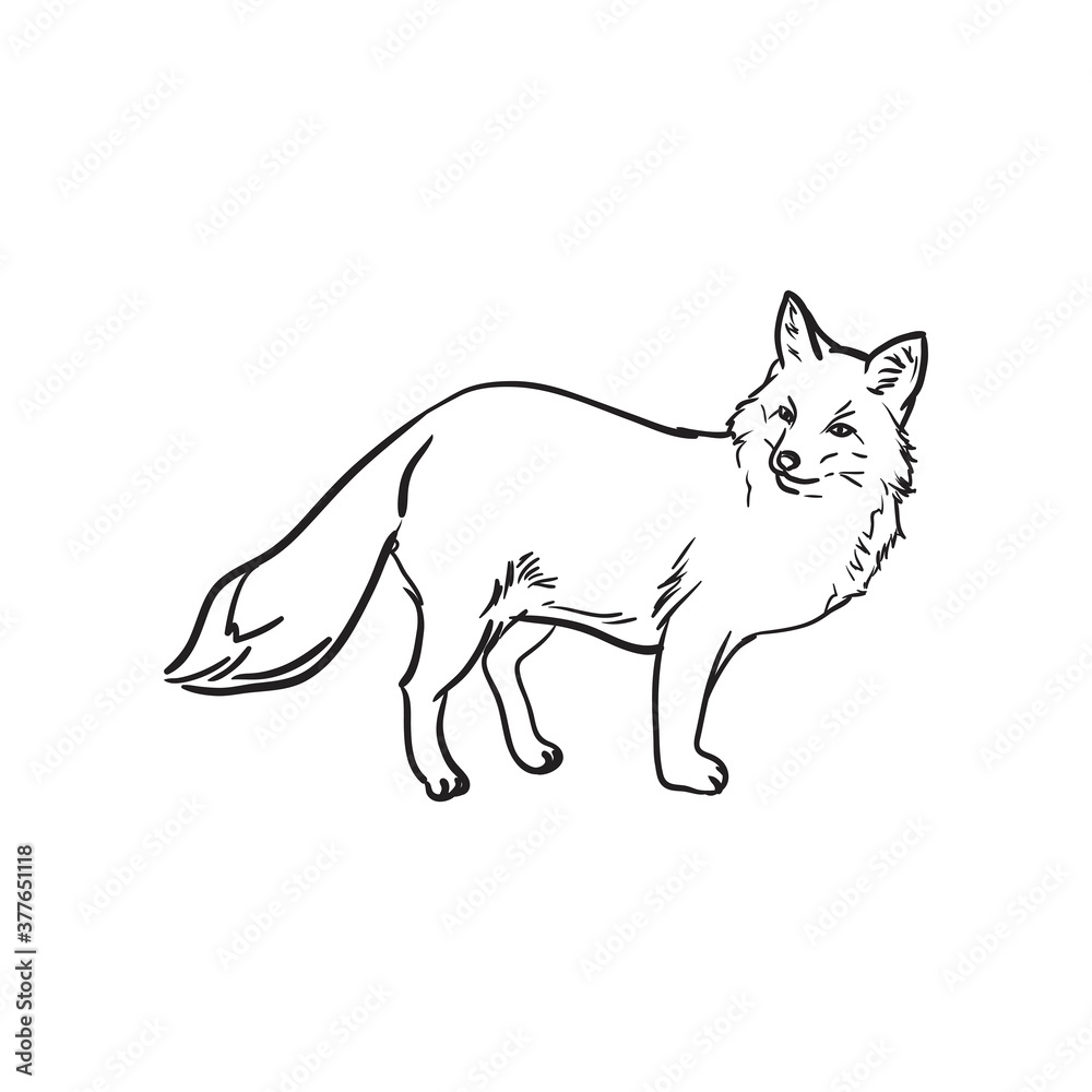 Hand drawn fox. Vector illustration. Hand drawn fox. Vector illustration.