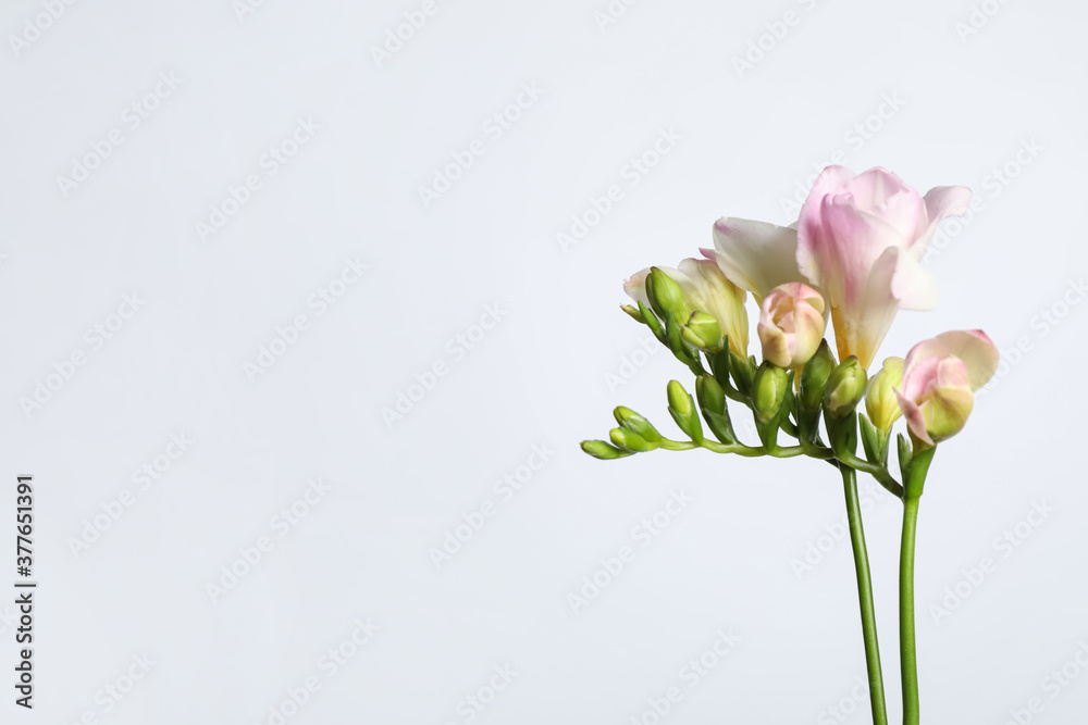 Beautiful blooming pink freesias on light background. Space for text Beautiful blooming pink freesias on light background. Space for text