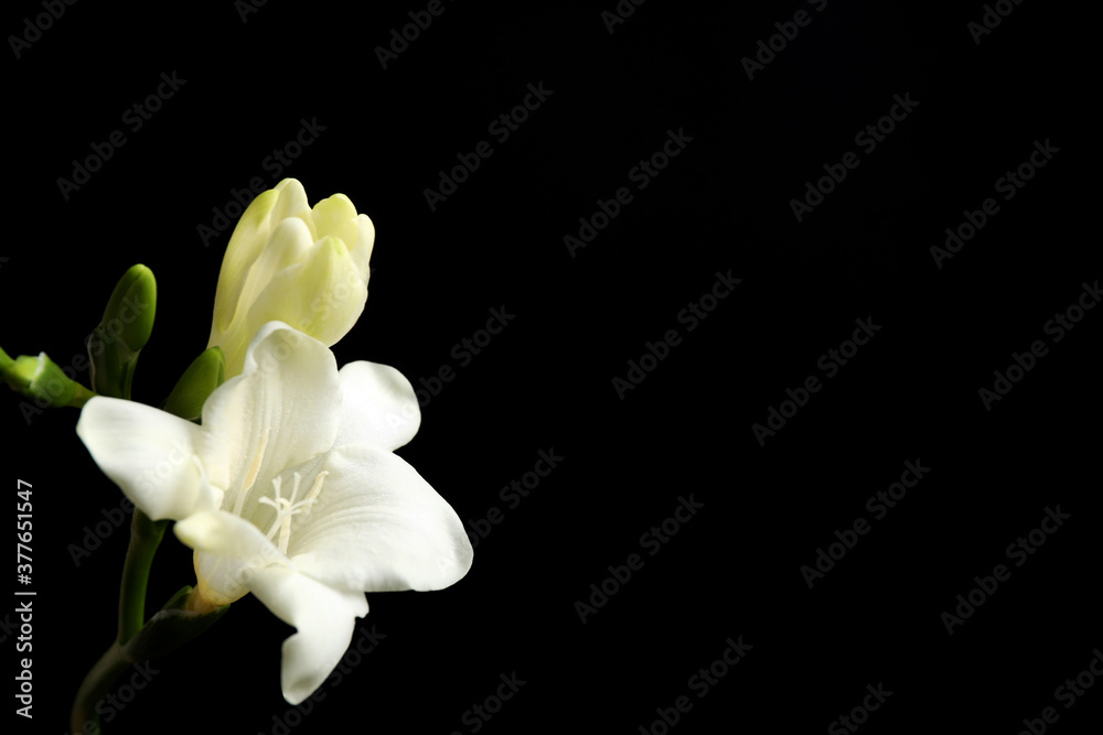 Beautiful white freesia flowers on black background. Space for text