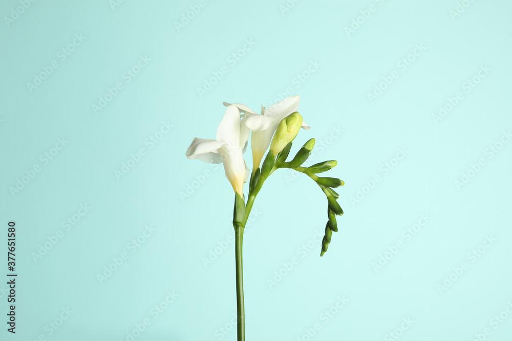 Beautiful freesia flowers on light blue background Beautiful freesia flowers on light blue background