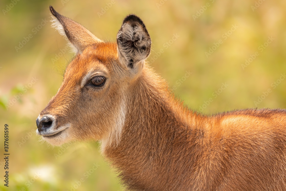 A newborn defassa waterbuck ( Kobus ellipsiprymnus defassa), Queen Elizabeth National Park, Uganda. A newborn defassa waterbuck ( Kobus ellipsiprymnus defassa), Queen Elizabeth National Park, Uganda.