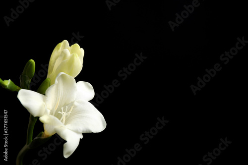 Fototapeta Naklejka Na Ścianę i Meble -  Beautiful white freesia flowers on black background. Space for text
