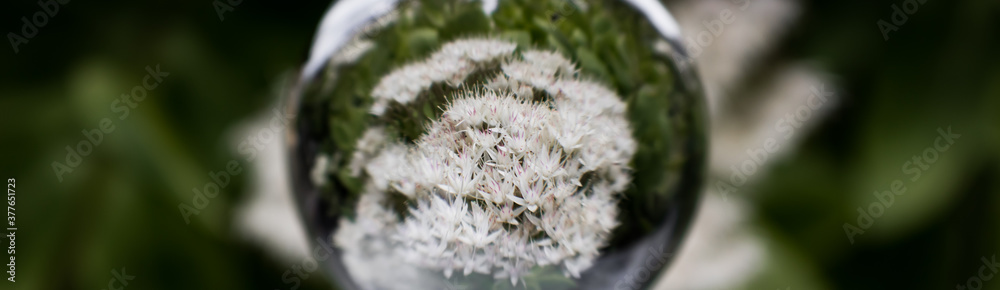 weiß blühende Fetthenne in lensball / Glaskugel weiß blühende Fetthenne in lensball / Glaskugel