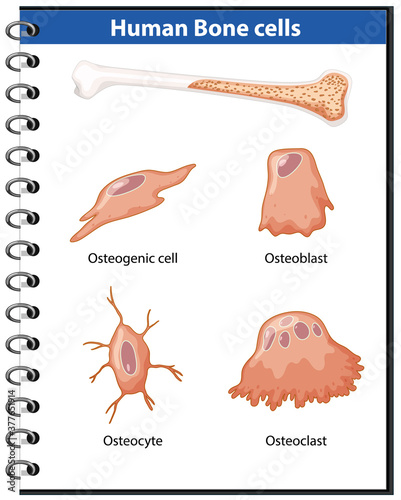 Human bone cells anatomy photo