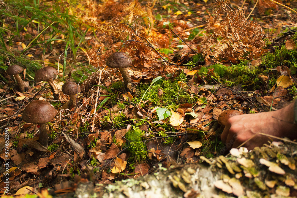Collecting edible mushrooms in the forest is an active and exciting activity. Collecting edible mushrooms in the forest is an active and exciting activity.