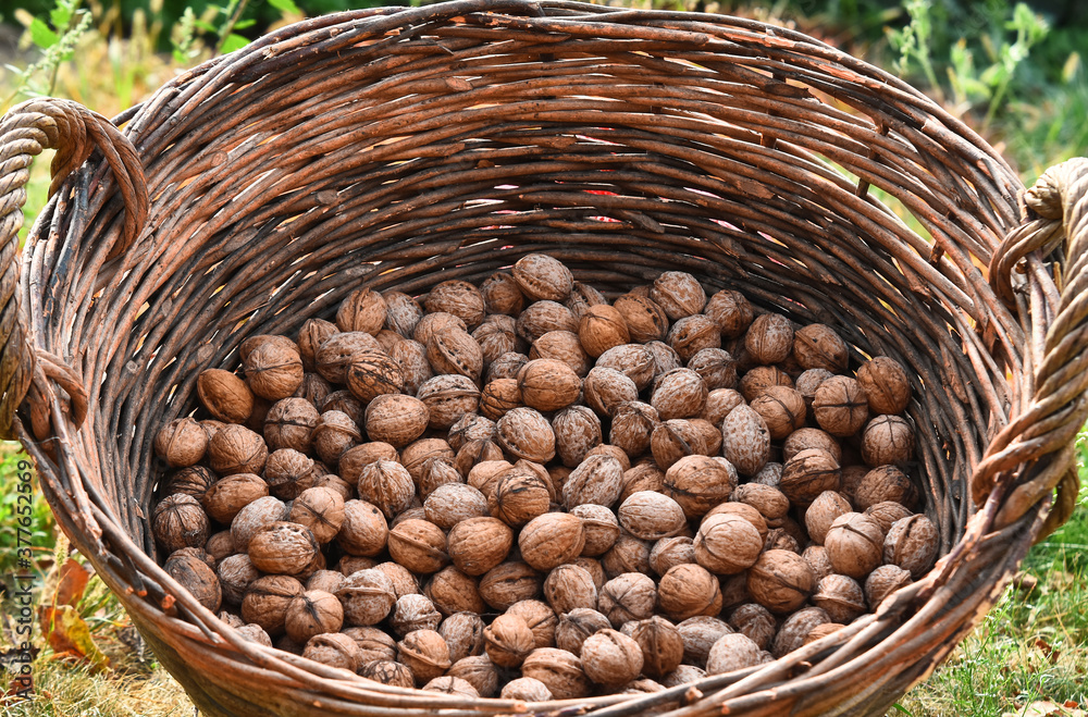 Walnut harvest. Walnuts in the wicker basket