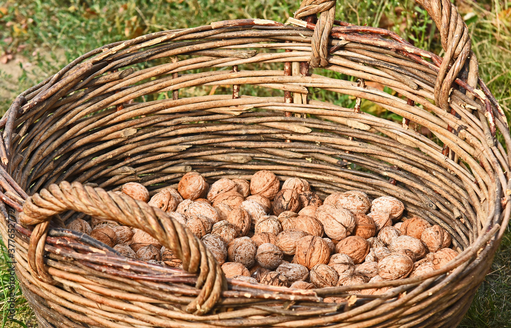 Walnut harvest. Walnuts in the wicker basket