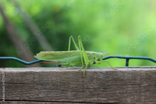 Close-up of green grasshopper in the garden © saratm