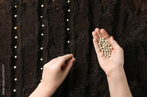 Woman planting peas into fertile soil, top view. Vegetable seeds