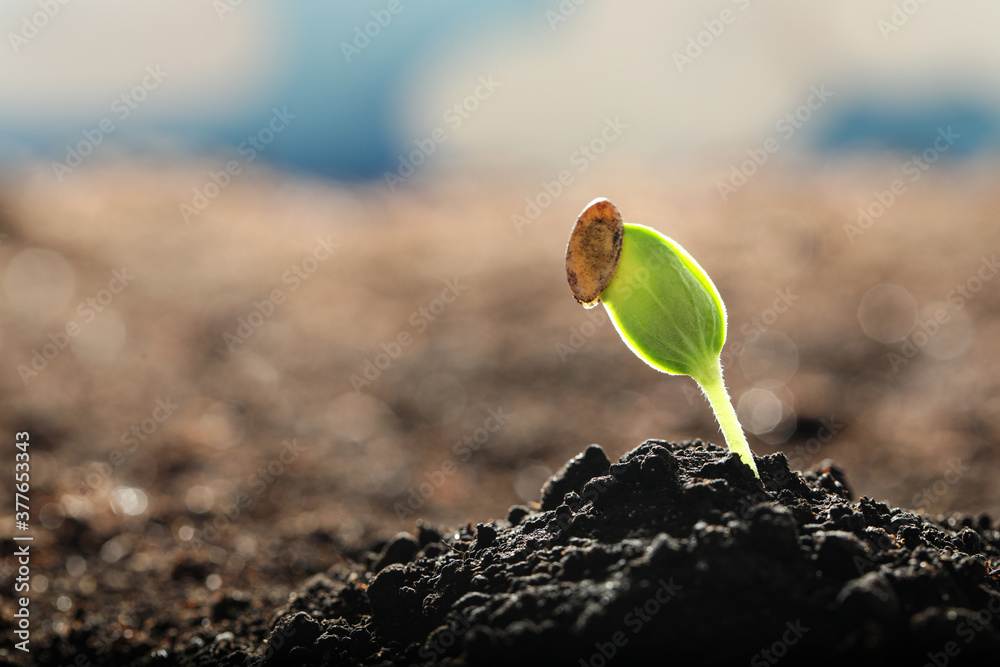 Fototapeta premium Young vegetable seedling growing in soil outdoors, space for text
