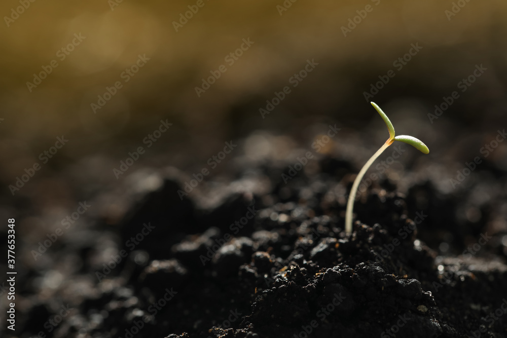 Young vegetable seedling growing in soil outdoors, space for text Young vegetable seedling growing in soil outdoors, space for text