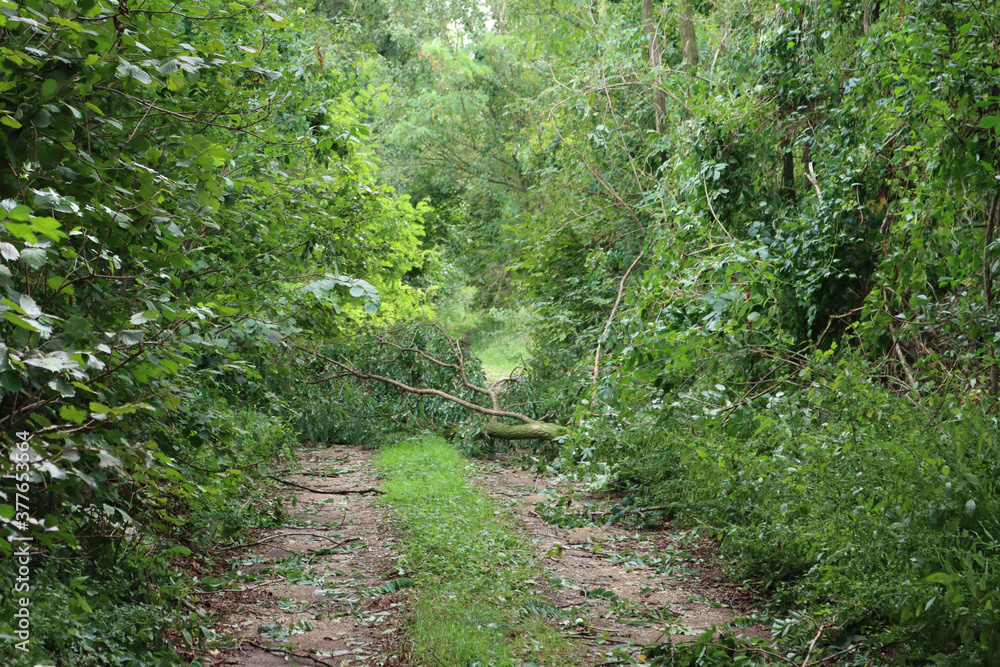 Storm damage. Many fallen trees on a countryside road on summer Storm damage. Many fallen trees on a countryside road on summer