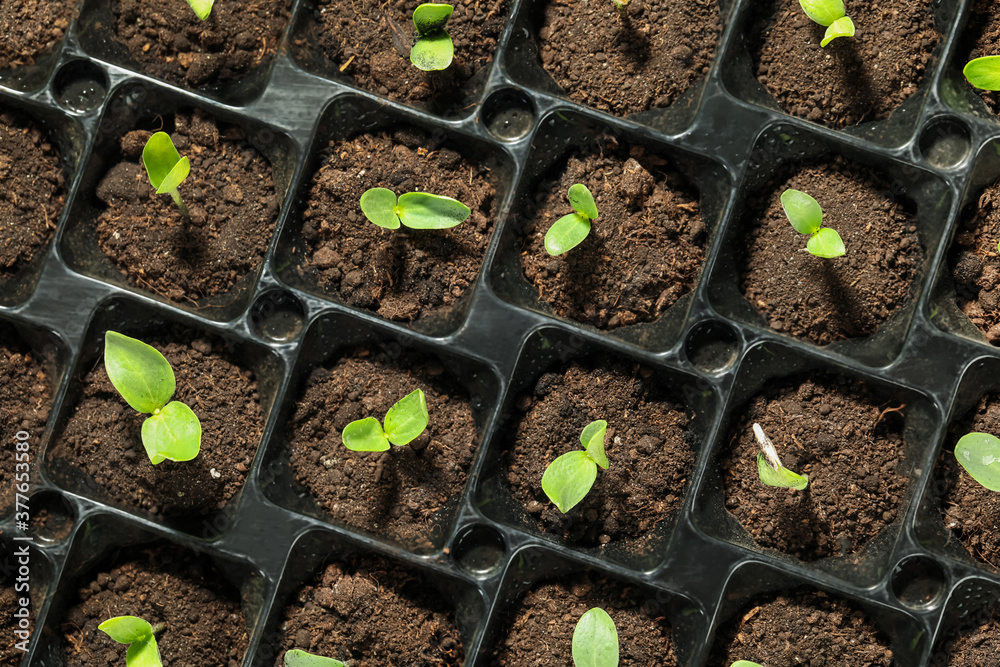 Seedling tray with young vegetable sprouts, top view Seedling tray with young vegetable sprouts, top view