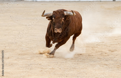 Un precioso toro marrón corre por la arena