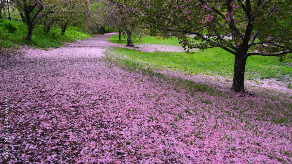 Myriad of fallen Cherry petals cover the footpath under the rows of Cherry trees in the rainy morning at Central Park New York City NY USA on May 05 2019. Myriad of Cherry petals are blown away by win Myriad of fallen Cherry petals cover the footpath under the rows of Cherry trees in the rainy morning at Central Park New York City NY USA on May 05 2019. Myriad of Cherry petals are blown away by win