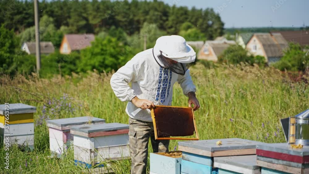 Beekeeping process. Professional beekeeper works on the apiary in the countryside. Bees farmer in protective hat looking after bees in summer. Beekeeping process. Professional beekeeper works on the apiary in the countryside. Bees farmer in protective hat looking after bees in summer.