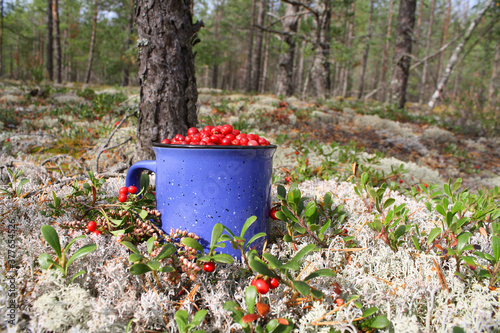 Wallpaper Mural Picturesque forest still life with a mug of ripe cranberries on the background of a beautiful landscape. Torontodigital.ca