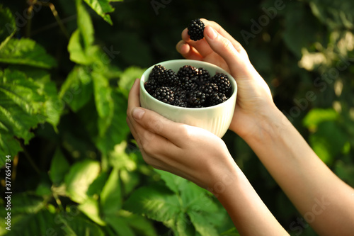 Woman picking blackberries in garden on sunny day, closeup