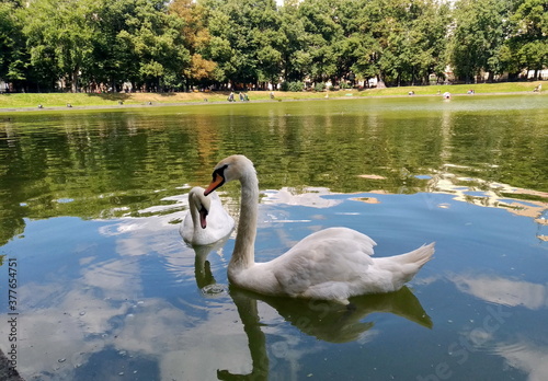 swans on the Patriarch's Ponds