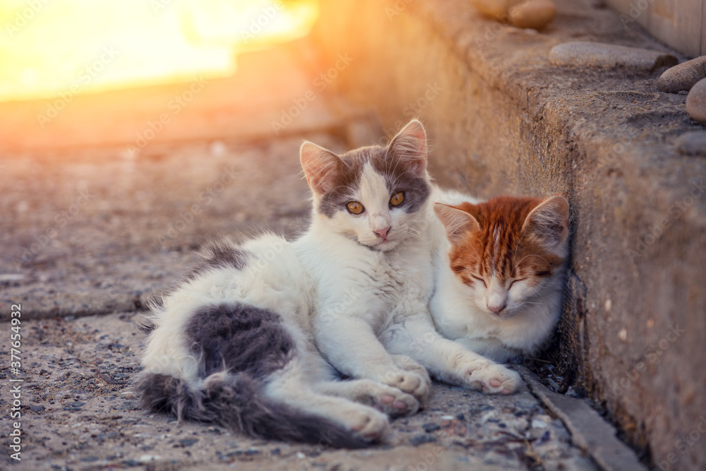 Two kittens outdoors. Funny kittens in the yard in autumn. Red toned Two kittens outdoors. Funny kittens in the yard in autumn. Red toned