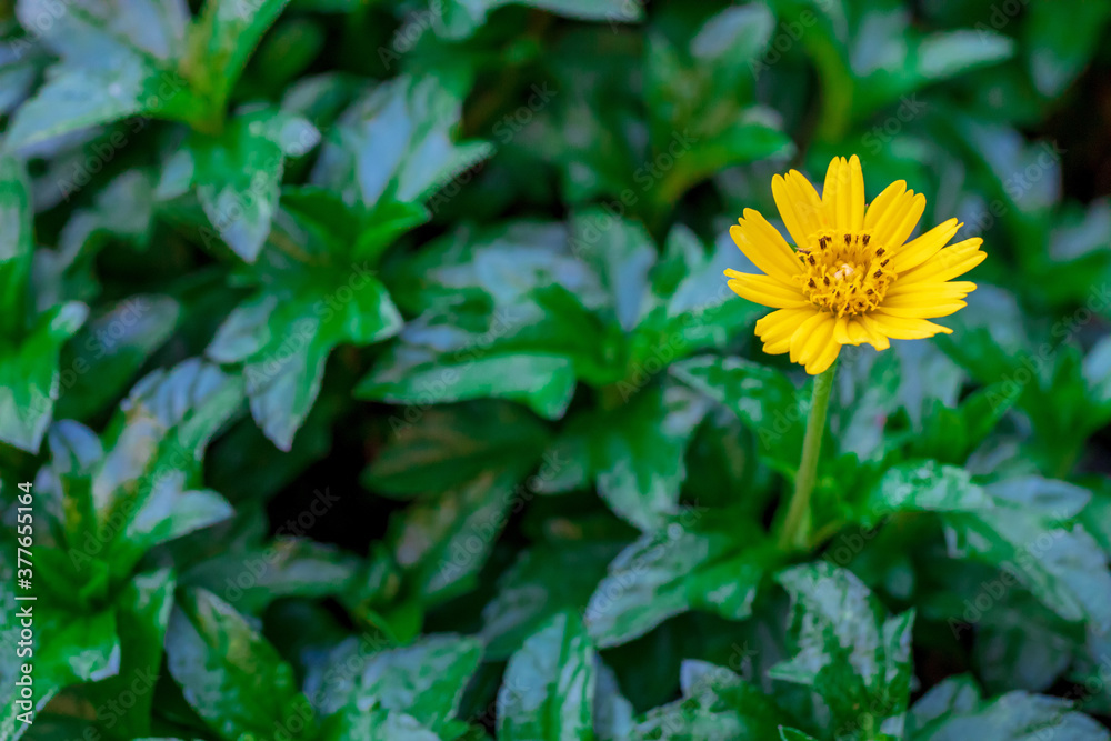 Closeup or macro shot of small yellow daisy flower and green leaf. Closeup or macro shot of small yellow daisy flower and green leaf.