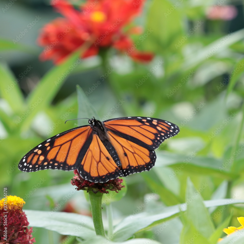 Male monarch butterfly (Danaus plexippus) with wings outstretched sipping nectar on zinnia Male monarch butterfly (Danaus plexippus) with wings outstretched sipping nectar on zinnia