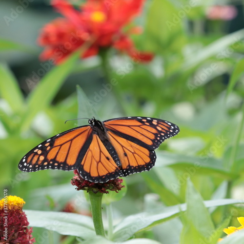 Male monarch butterfly (Danaus plexippus) with wings outstretched sipping nectar on zinnia