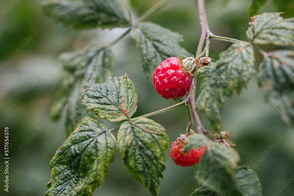 Stock photo of wild raspberries on a branch Stock photo of wild raspberries on a branch