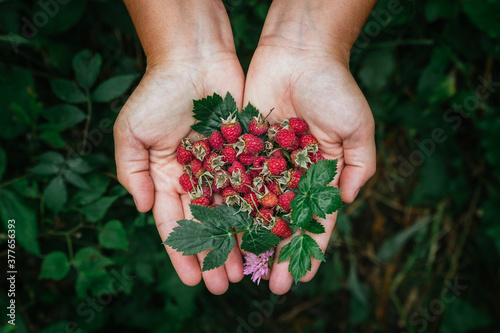 Stock photo of a hands holding wild raspberries photo