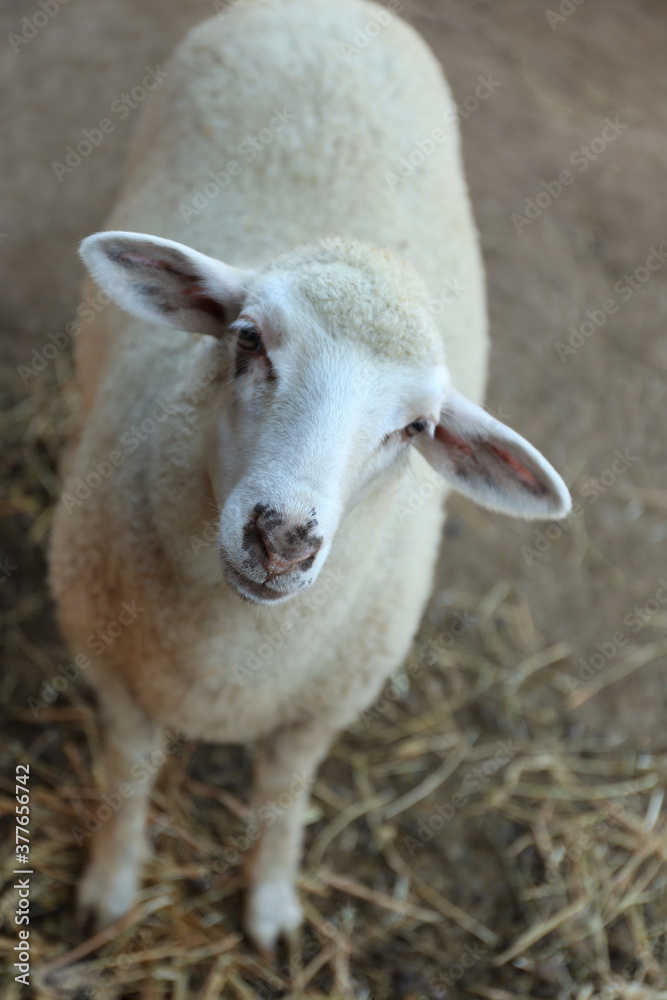 Obraz premium Cute funny sheep on farm. Animal husbandry