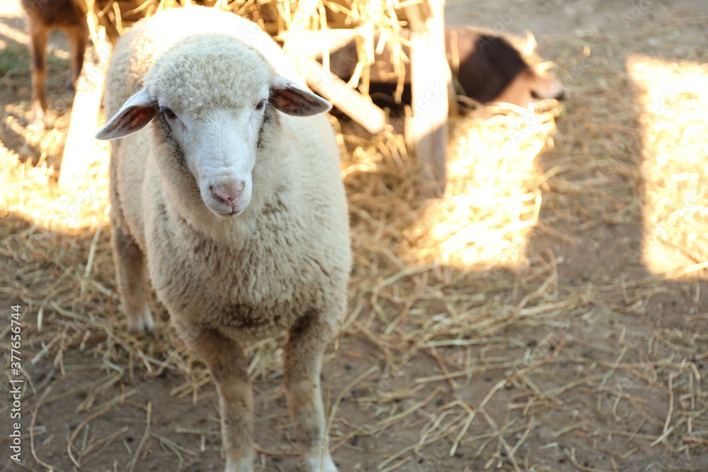 Cute funny sheep on farm. Animal husbandry Cute funny sheep on farm. Animal husbandry