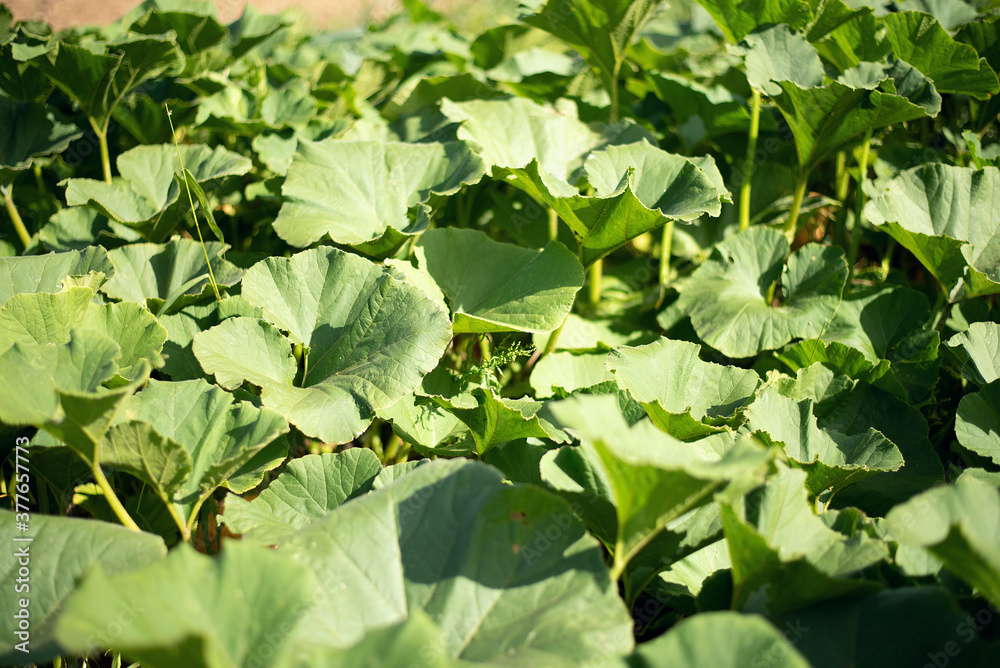 Green foliage of pumpkins in the garden. Pattern and background. The pumpkin season. Green foliage of pumpkins in the garden. Pattern and background. The pumpkin season.