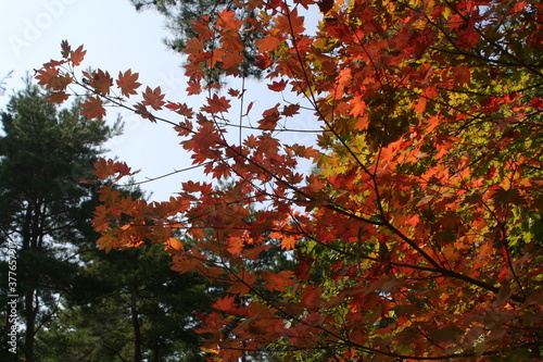 Wallpaper Mural キャンプ場の紅葉 Torontodigital.ca