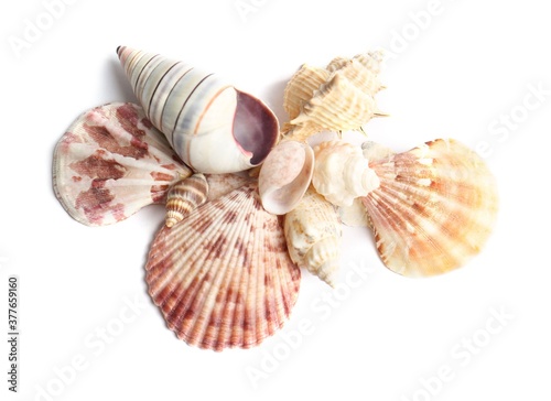 Fototapeta Beautiful exotic sea shells isolated on white, top view