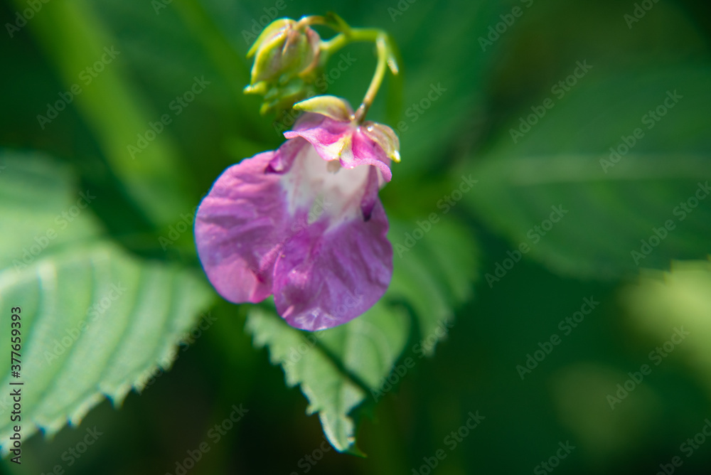 Obraz premium 紫の花