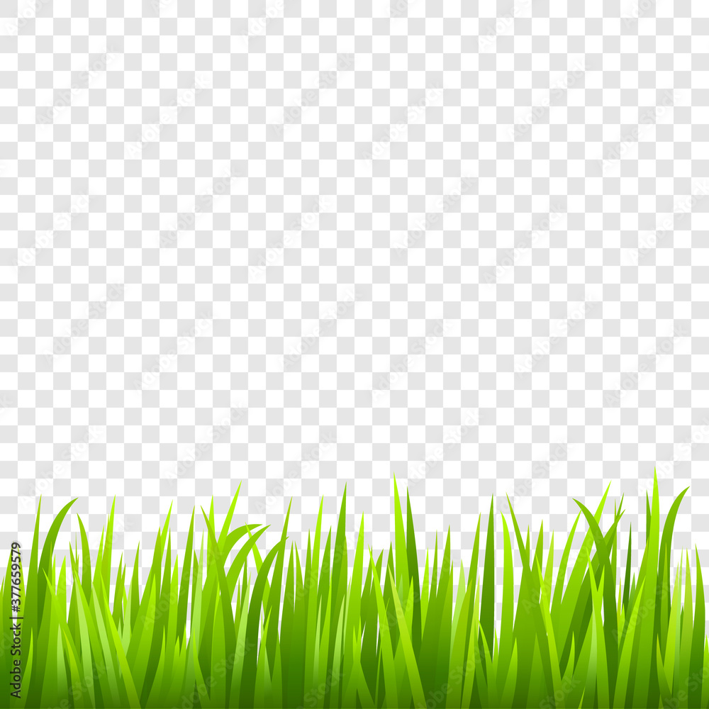 Obraz premium Grass background. Vector illustration.