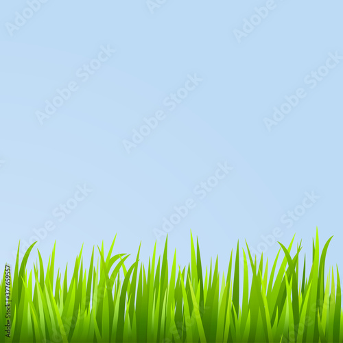 Grass background. Vector illustration.