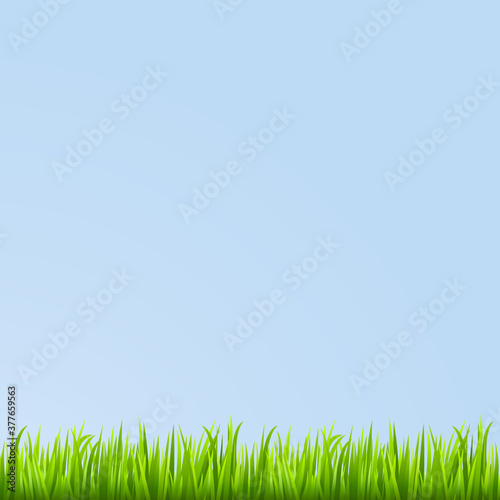 Grass background. Vector illustration.