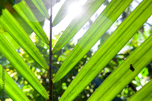 Close-up view of palm tree leaf