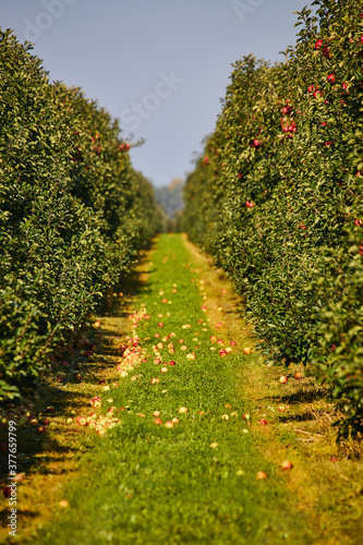 picture of a Ripe Apples in Orchard ready for harvesting,Morning shot