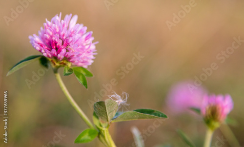 A flower on a clover in the park.