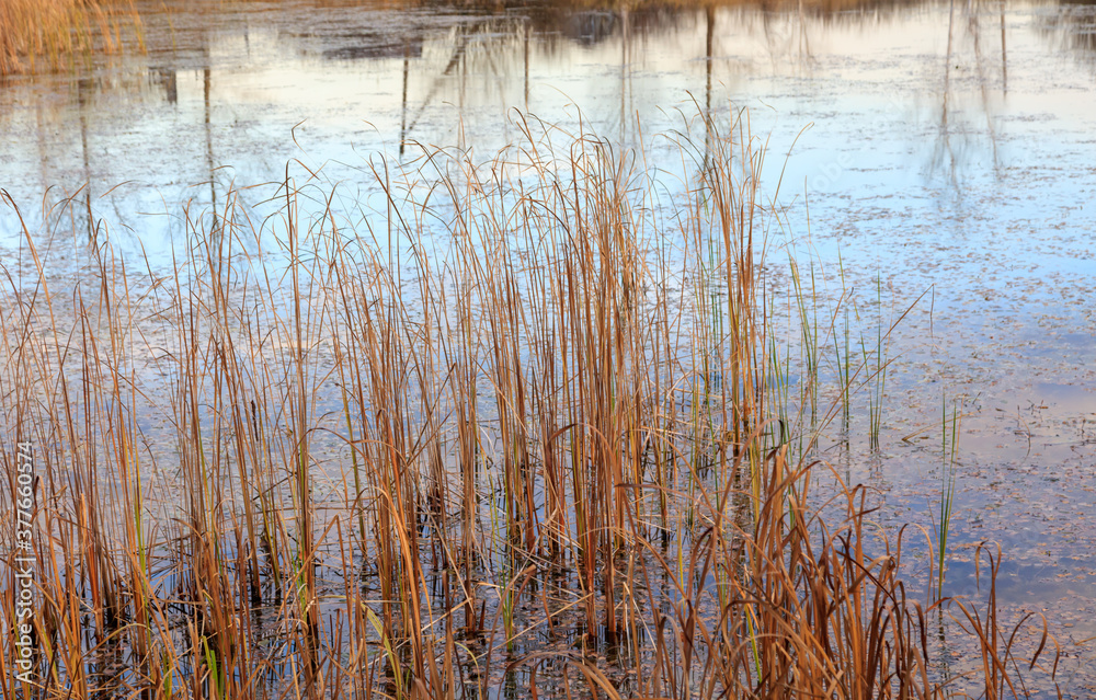 The lake is overgrown with reeds The lake is overgrown with reeds