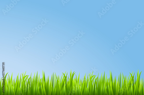 Fototapeta Naklejka Na Ścianę i Meble -  Grass background. Vector illustration.