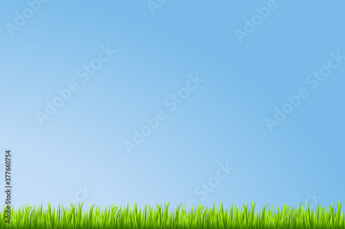 Grass background. Vector illustration.