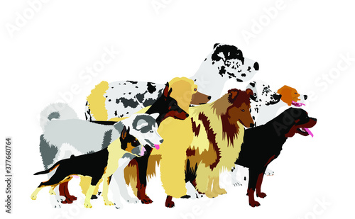 Many dogs in line waiting for veterinary clinic vector. Pack/array of dog illustration isolated on white. Dalmatian, Poodle, Rottweiler, Great Dane, Doberman, Rough Collie Scottish Shepherd, husky..