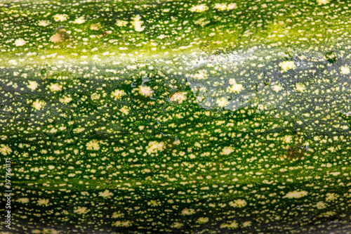 Green zucchini as background close-up.
