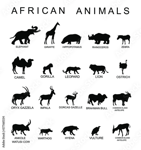 Group of African animals collection vector silhouette illustration isolated  on white background. Big animals set poster. Elephant, giraffe, lion,  hippo, hyena,rhino, zebra, camel, gorilla monkey... Stock Vector | Adobe  Stock