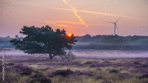 Westufer Heide bei Haltern am See photo