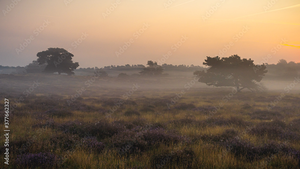 Fototapeta premium Westufer Heide bei Haltern am See